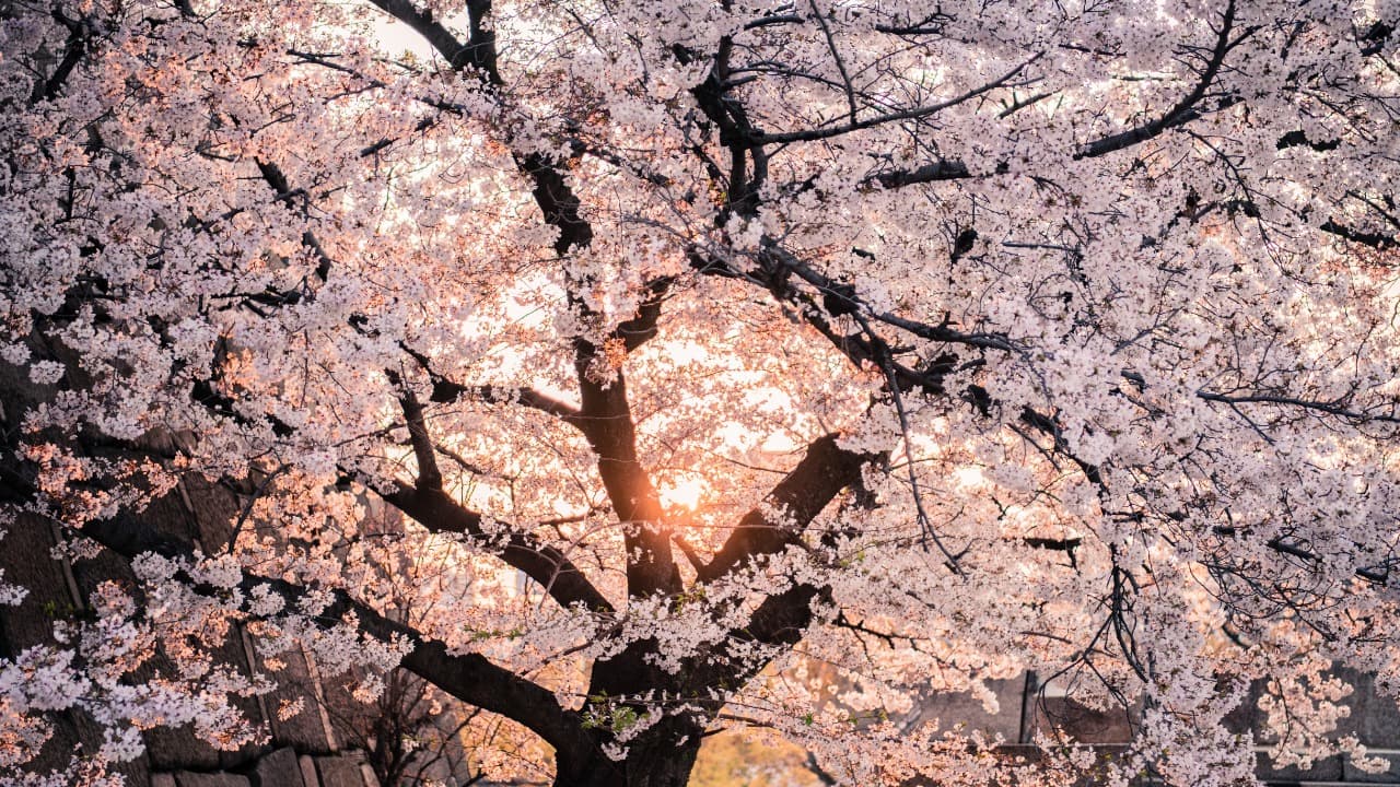 【中古】 大人の桜旅 一度は見に行きたい日本の桜名所＆名桜５００景 ２００７/ニューズ出版 Amazon.co.jp: 大人の桜旅 2012―一度は見に行きたい日本の桜名所